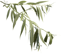 Экстракт белой ивы