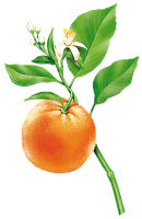 Эфирное масло апельсина