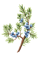 Эфирное масло можжевельника