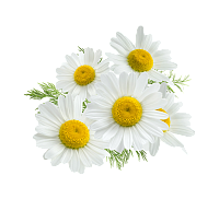 Мономасло ромашки