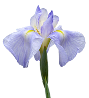 Экстракт ириса