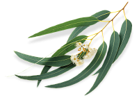 Эфирное масло эвкалипта