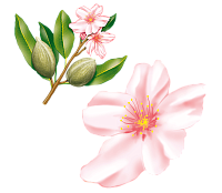 Миндальное масло