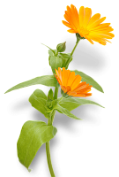 Экстракт календулы