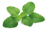 Экстракт мелиссы