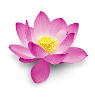 Экстракт египетского лотоса