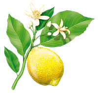 Лимонная кислота
