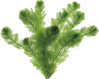 Эфирное масло лимнофилы