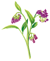 Экстракт окопника