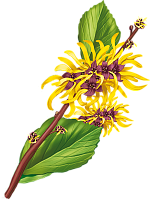 Экстракт гамамелиса