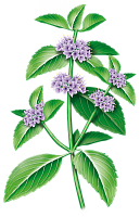 Эфирное масло мяты перечной