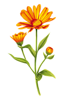 Эфирное масло календулы