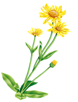 Экстракт арники