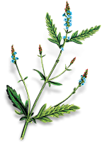 Экстракт вербены