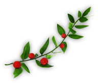 Экстракт иглицы