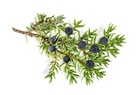 Экстракт можжевельника