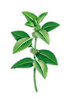 Мята лимонная