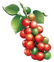 Эфирное масло гудучи