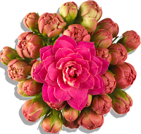 Эфирное масло розалины