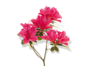 Экстракт альпийской розы