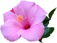 Экстракт мальвы