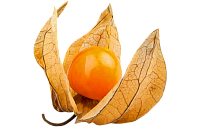 Экстракт Физалиса