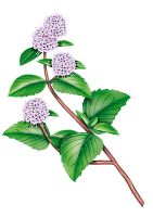 Эфирное масло полевой мяты