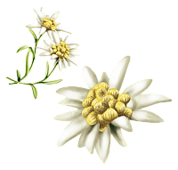 Экстракт эдельвейса